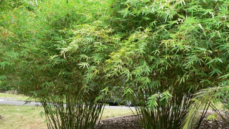 Cây Trẫy. Bambusa multipl - Cây Thuốc Nam Quanh Ta